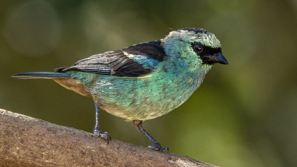 Красивая танагра много фото крупным планом