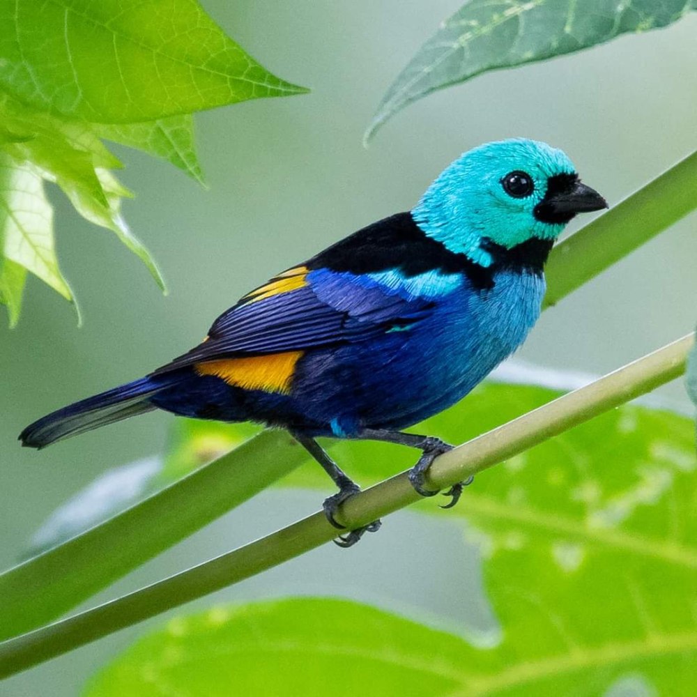 Синеголовая танагра