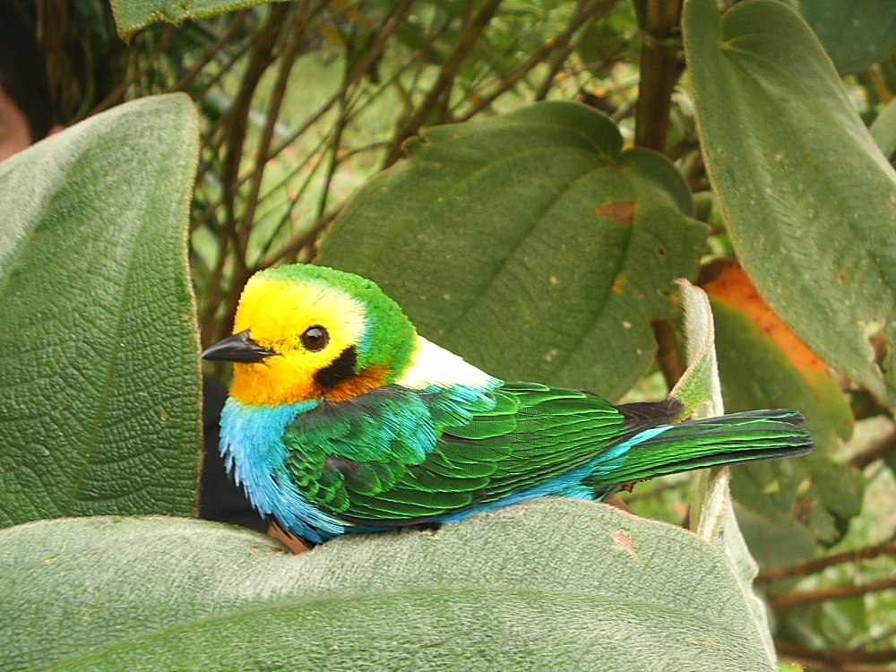 Черноухая цветная танагра