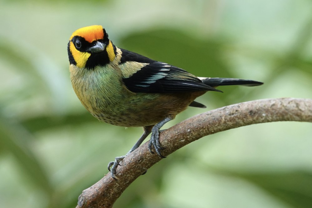 Черноухая цветная танагра