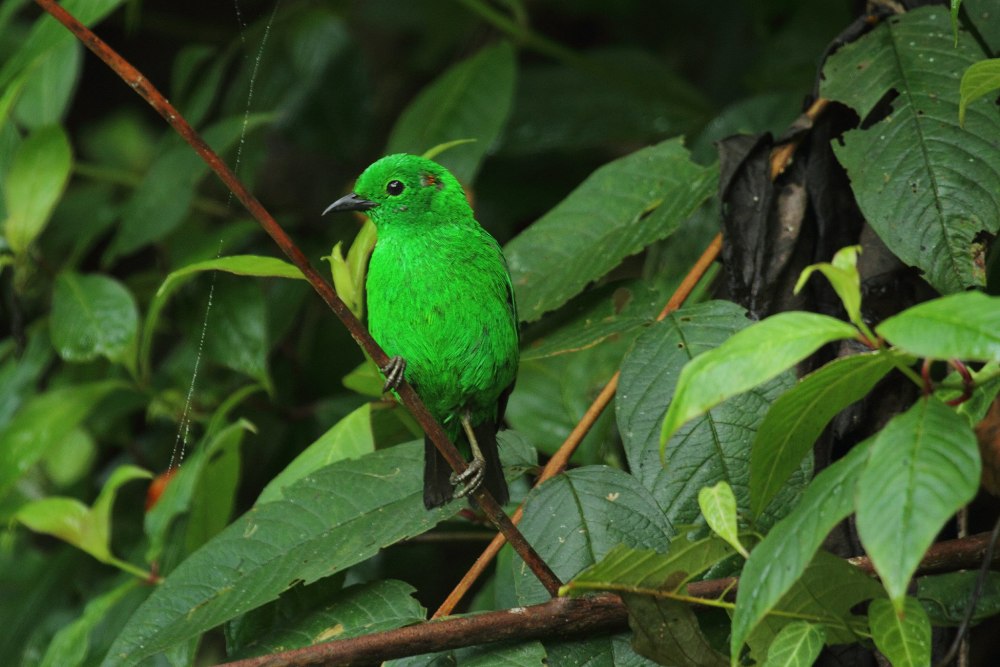 Красноухая цветная танагра (Chlorochrysa phoenicotis)