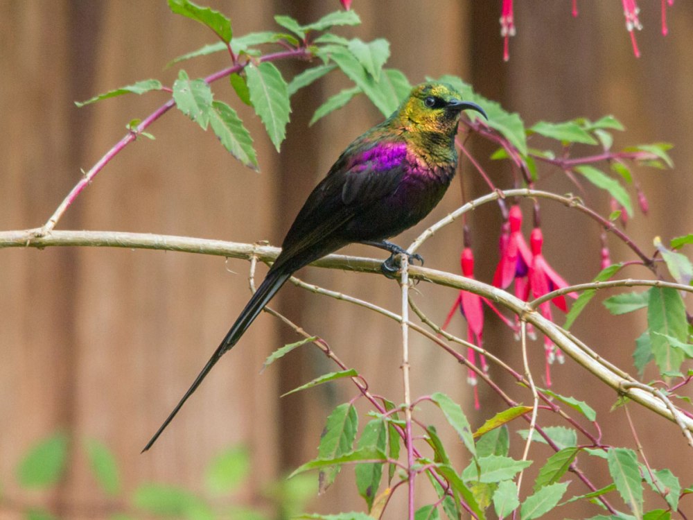 Нектарницы Танзания