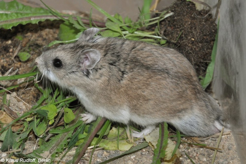 Хомячок серый – Cricetulus migratorius Pallas, 1773.