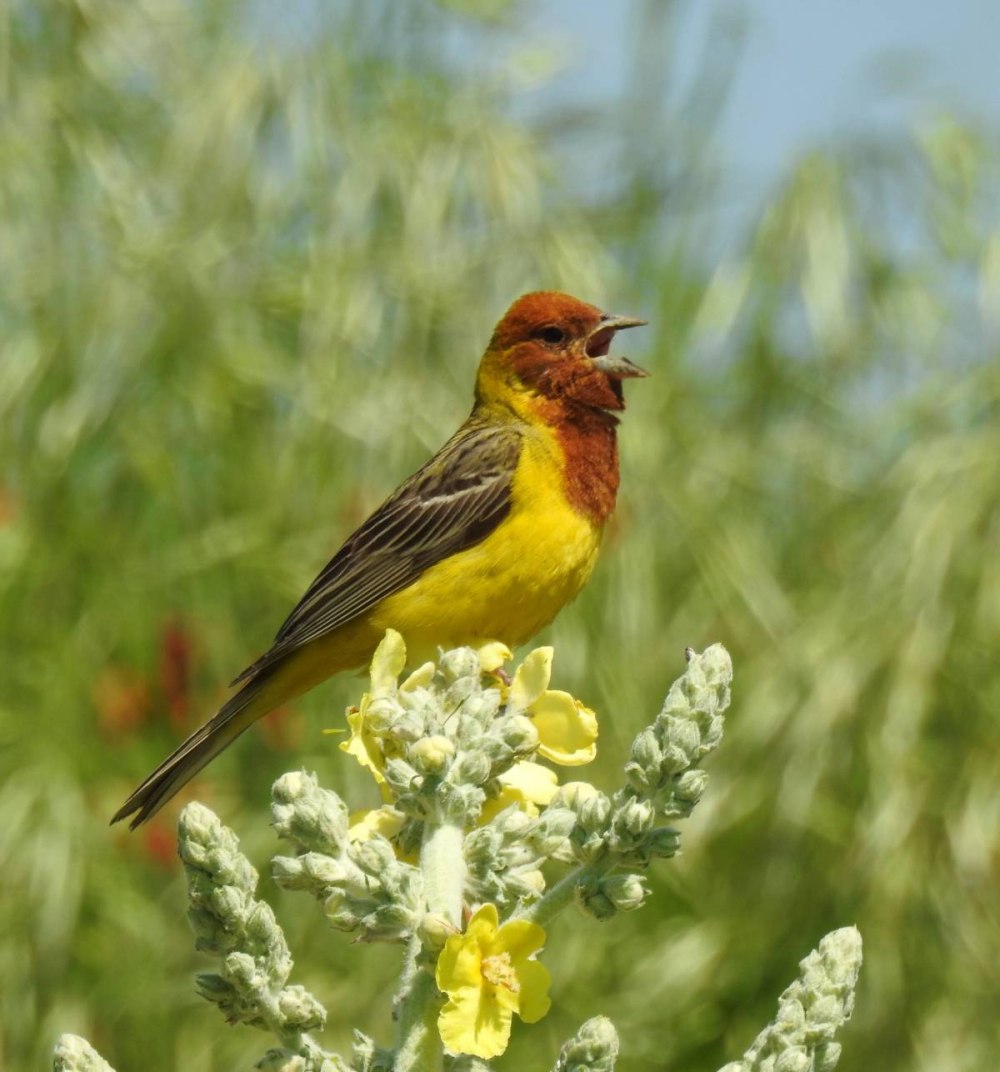 Жёлчная овсянка (Emberiza bruniceps)