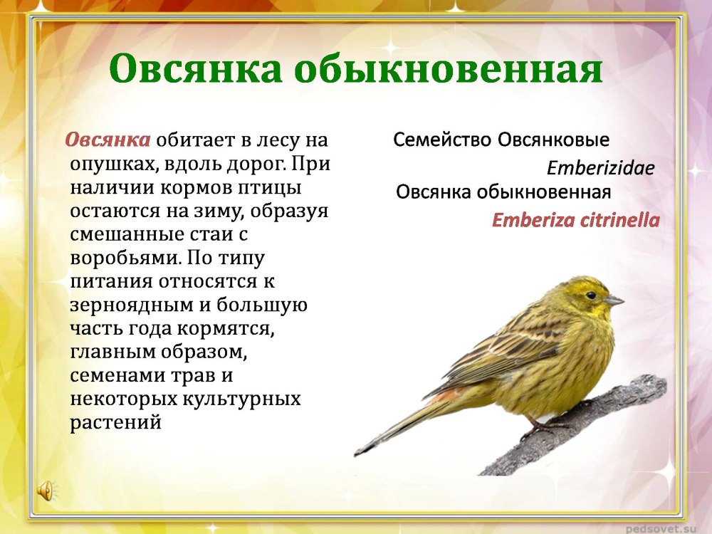 Овсянка птица описание