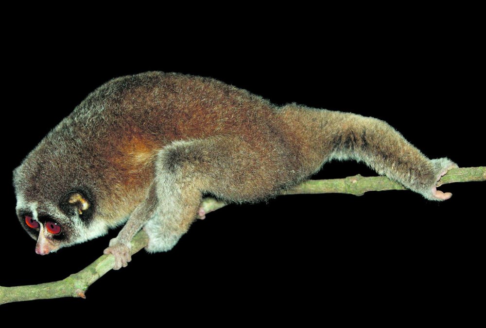 Slender Loris