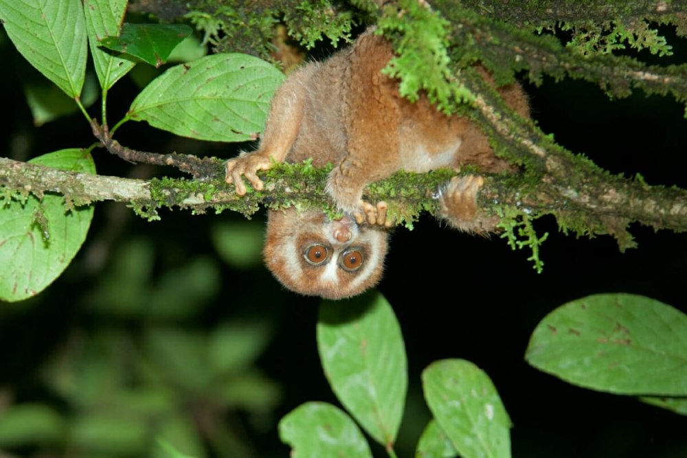 Slow Loris Diet Wild