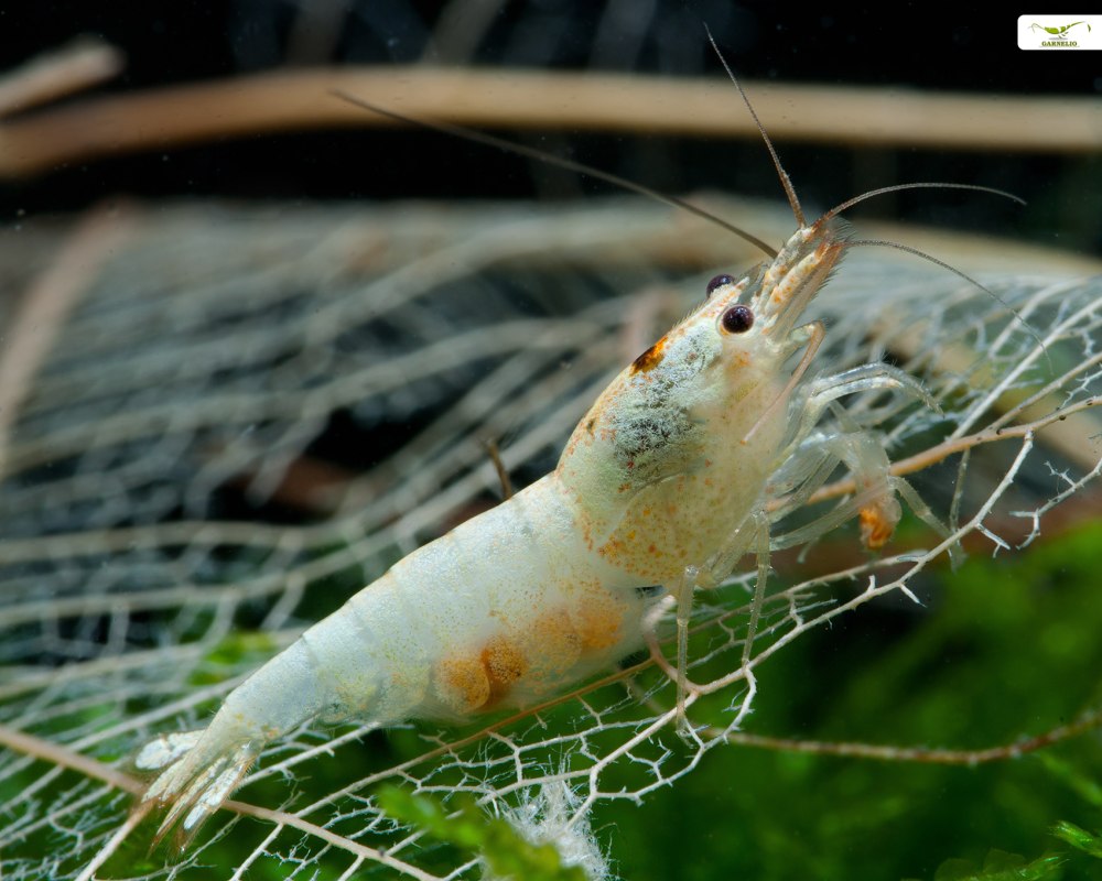 Nematocarcinus креветки