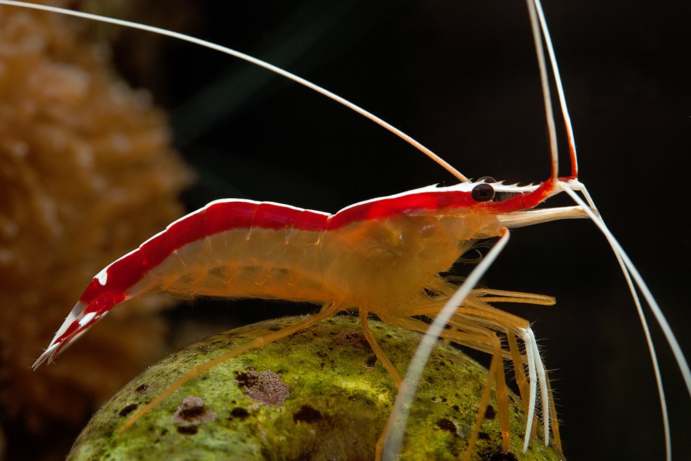 Lysmata amboinensis
