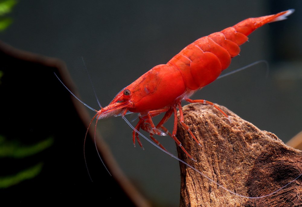 Креветка вишня Red Cherry Shrimp