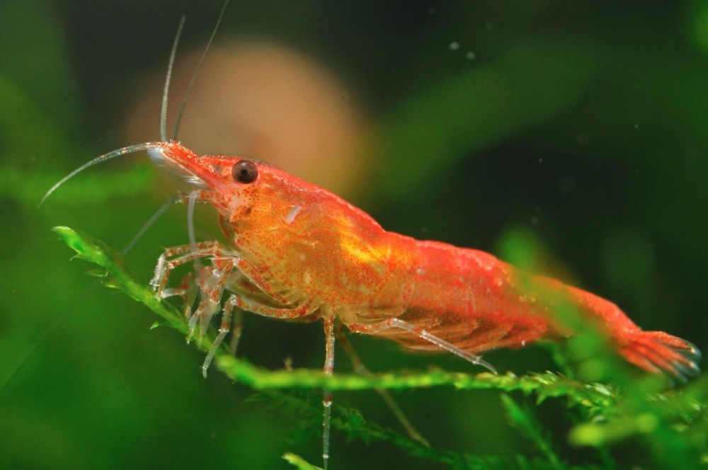 Neocaridina Davidi