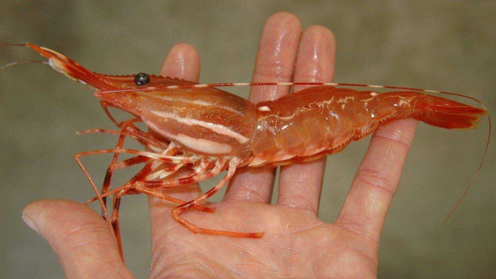 Pandalus platyceros