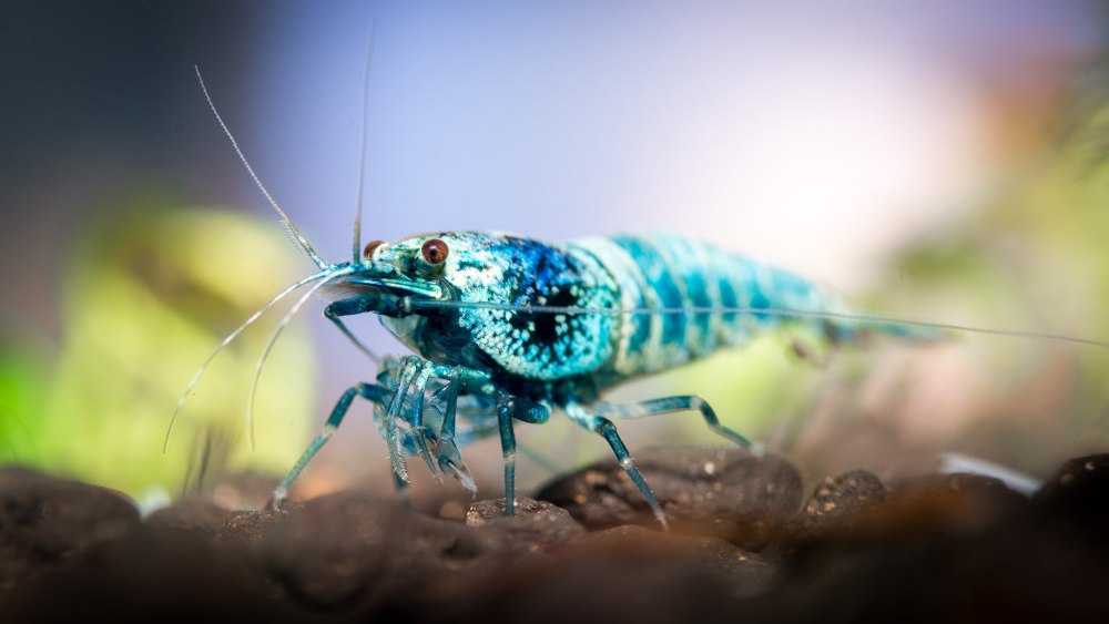 Shrimp фильтратор macro