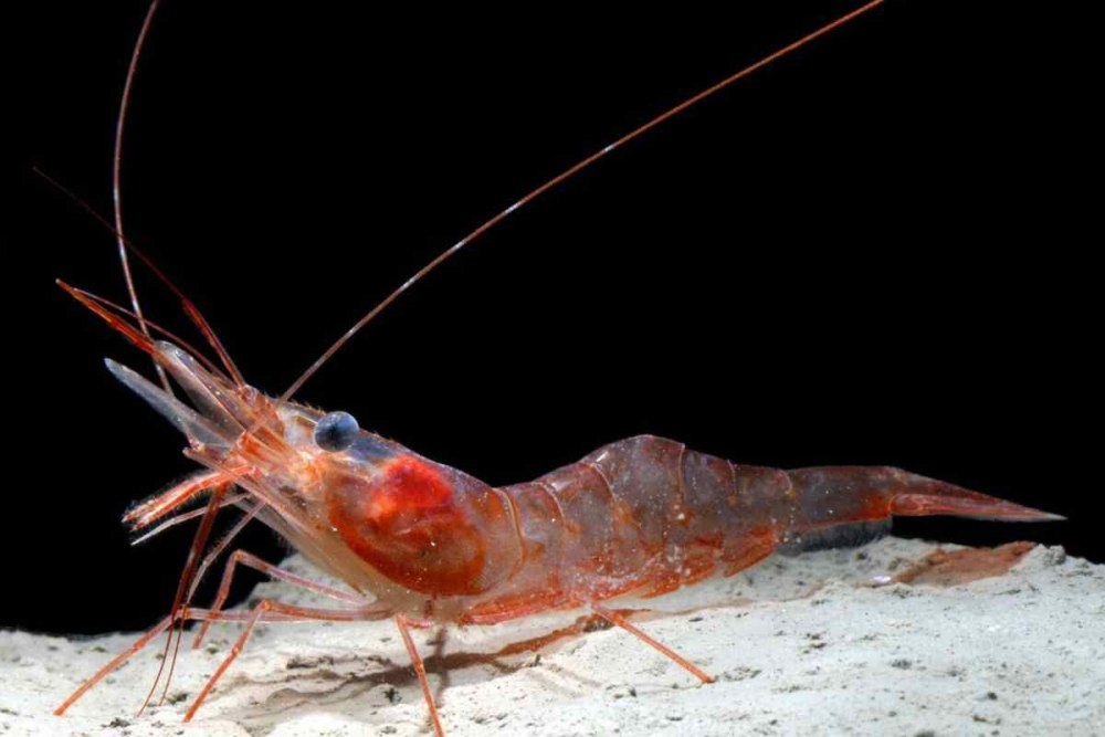 Креветка Caridina parvula