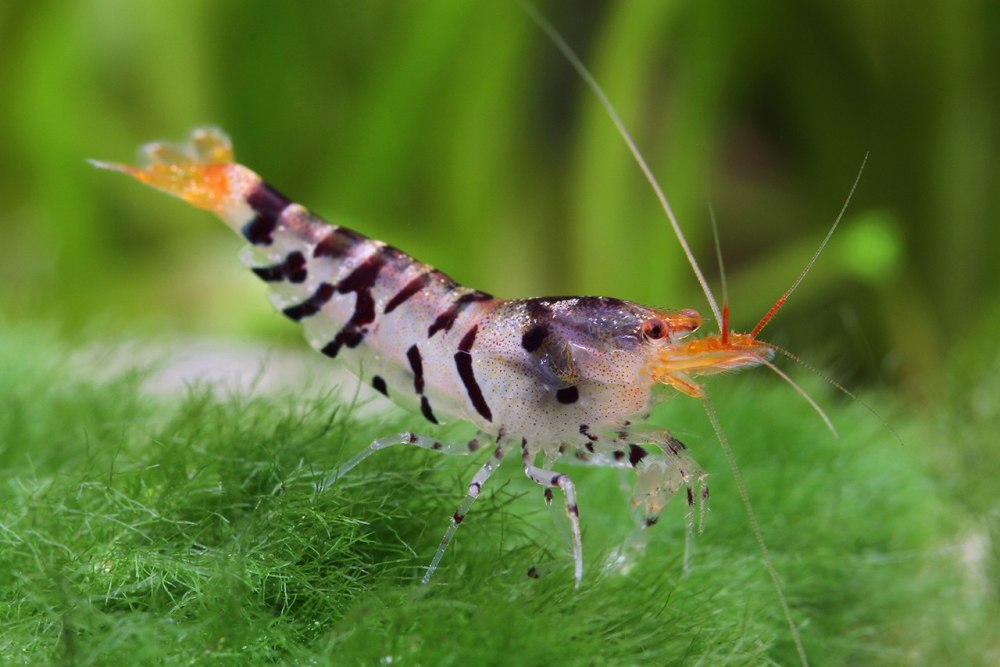 Caridina Mariae