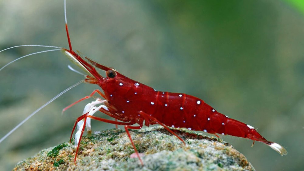Caridina Сулавеси