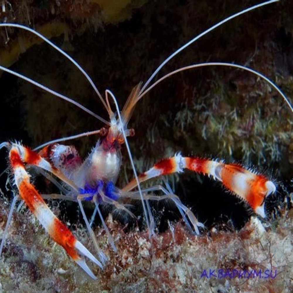 Креветка боксер (Stenopus hispidus)
