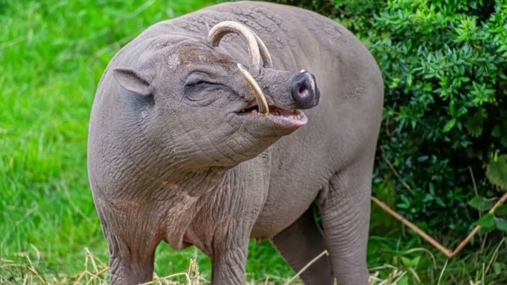 Deer and Pig