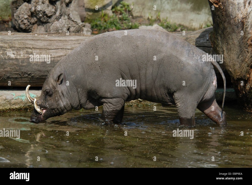 Babirusa Water