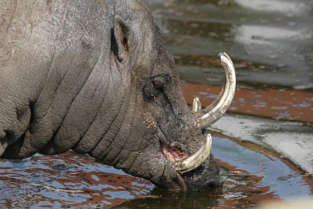 Babirusa Water