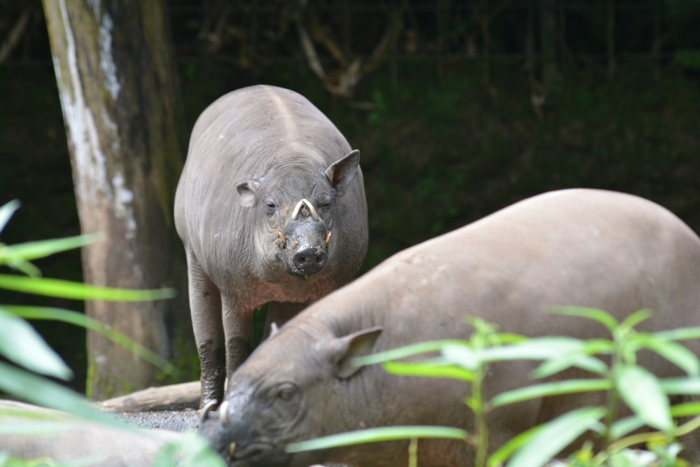 Babyrousa bolabatuensis.