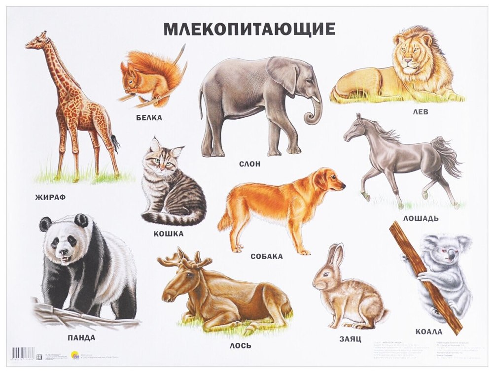 Млекопитающие животные