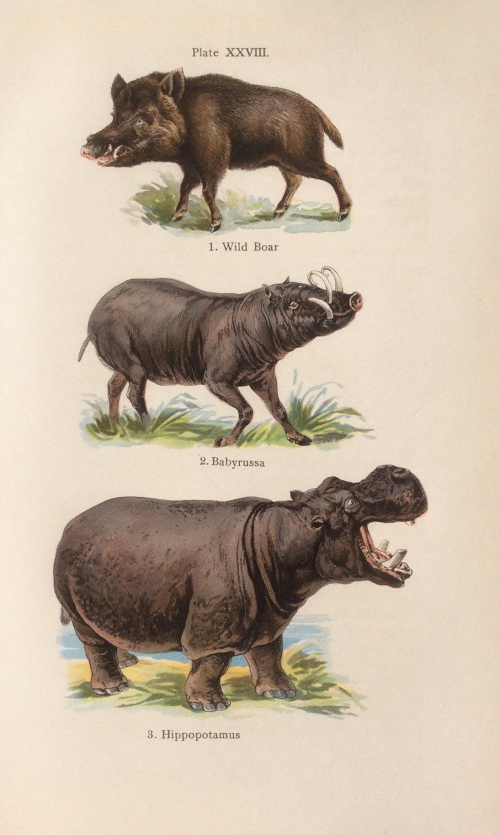 Sus scrofa рисунок