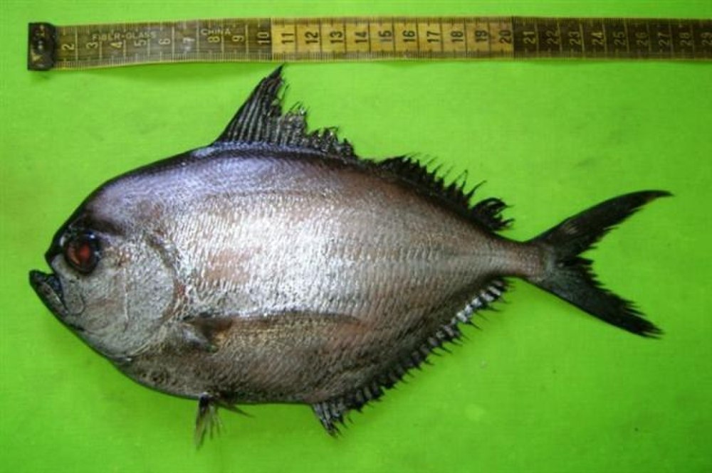 Лещ морской Атлантический