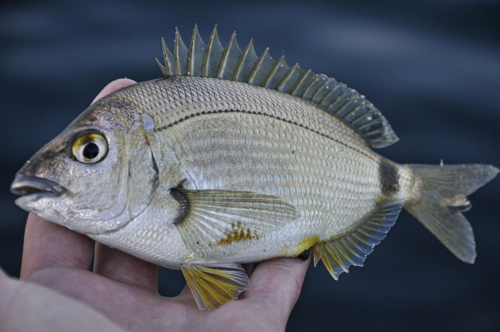 Лещ Балтийский морской