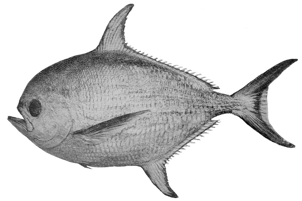 Лещ морской Атлантический
