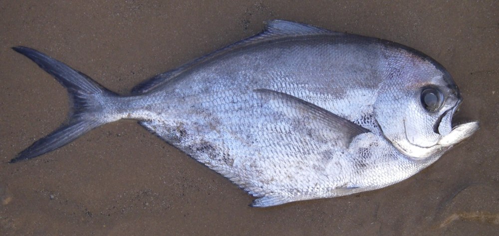 Лещ морской Брама