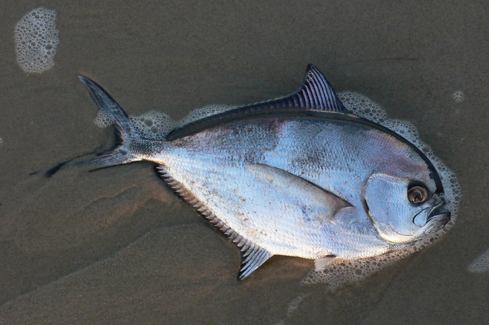 Лещ Балтийский морской