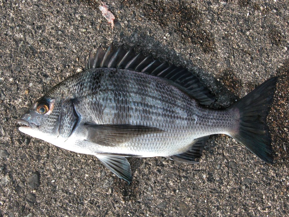 Морской лещ