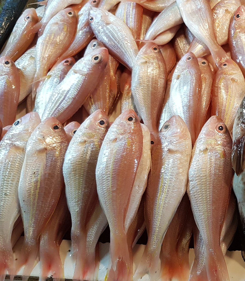 Nemipterus japonicus