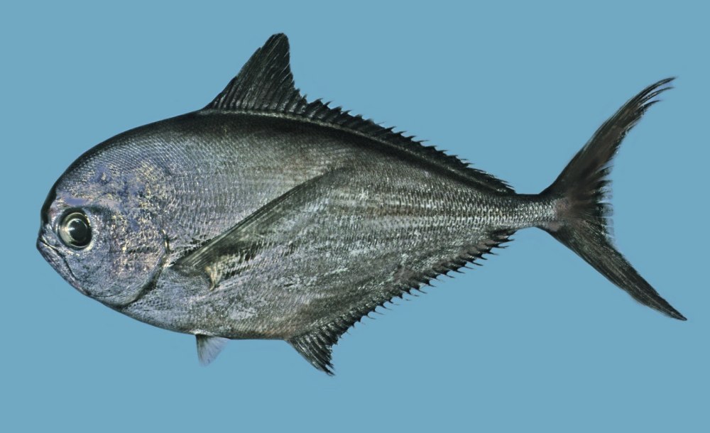 Лещ Балтийский морской