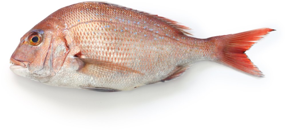 Белый и красный морской лещ
