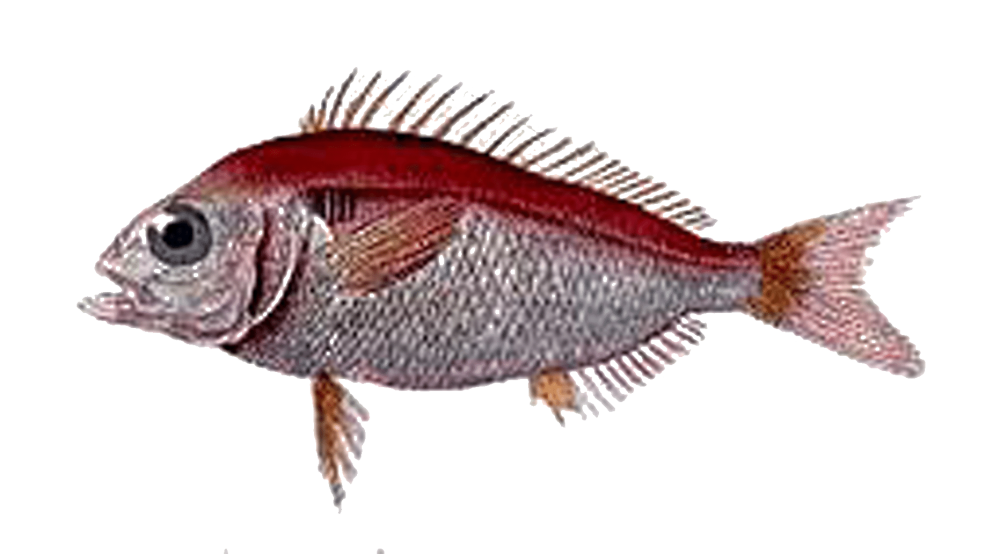 Pagellus bogaraveo