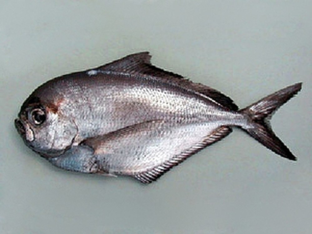 Лещ морской Брама