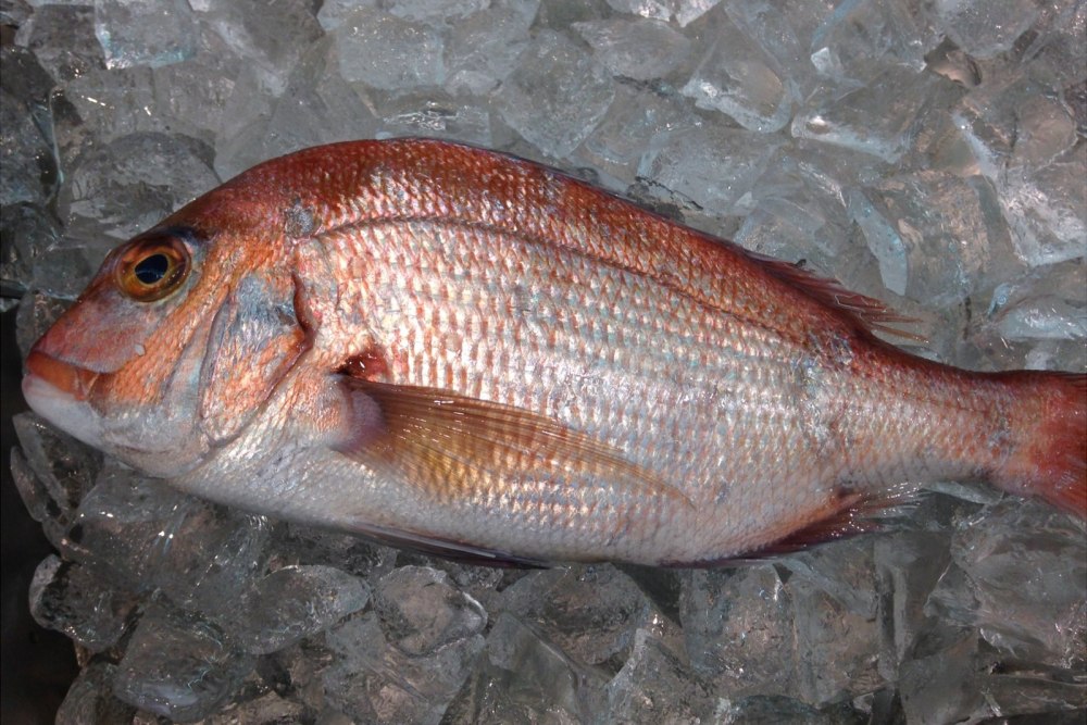 Gallinella рыба