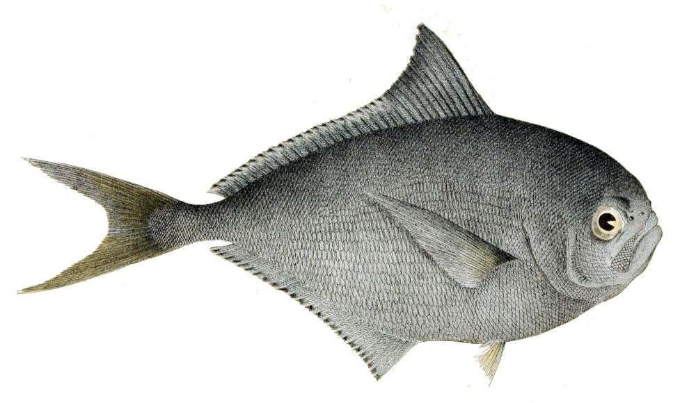 Лещ Балтийский морской