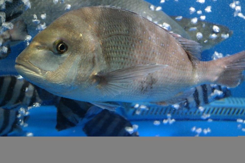 Sea Bream рыба
