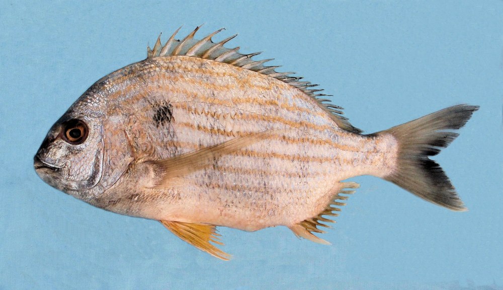 Bream 2008