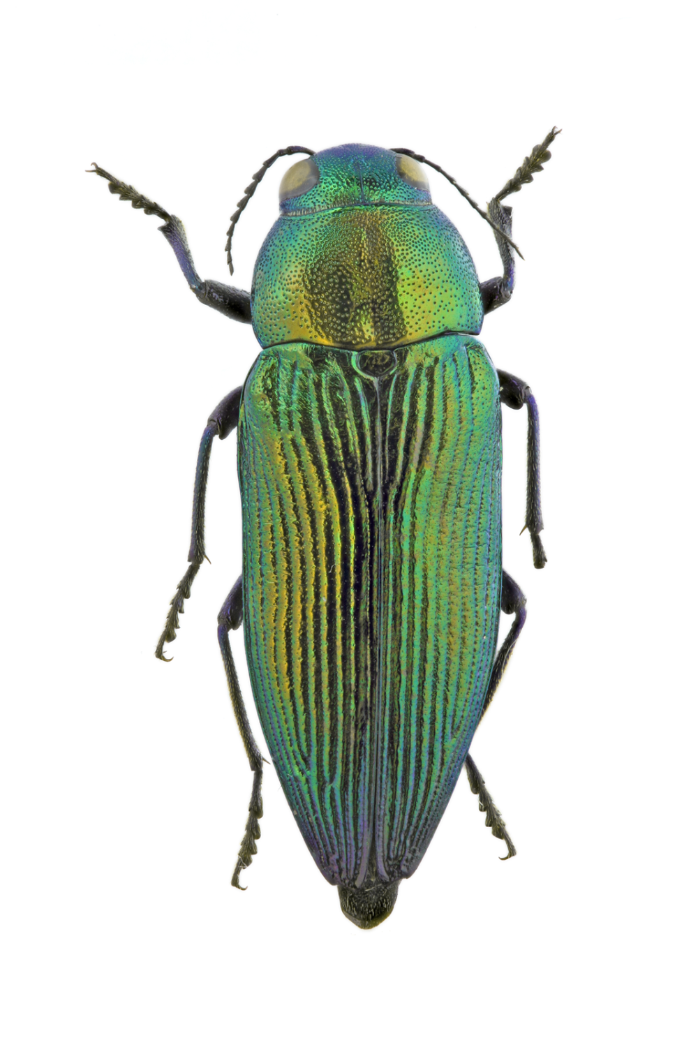 Eurythyrea Quercus
