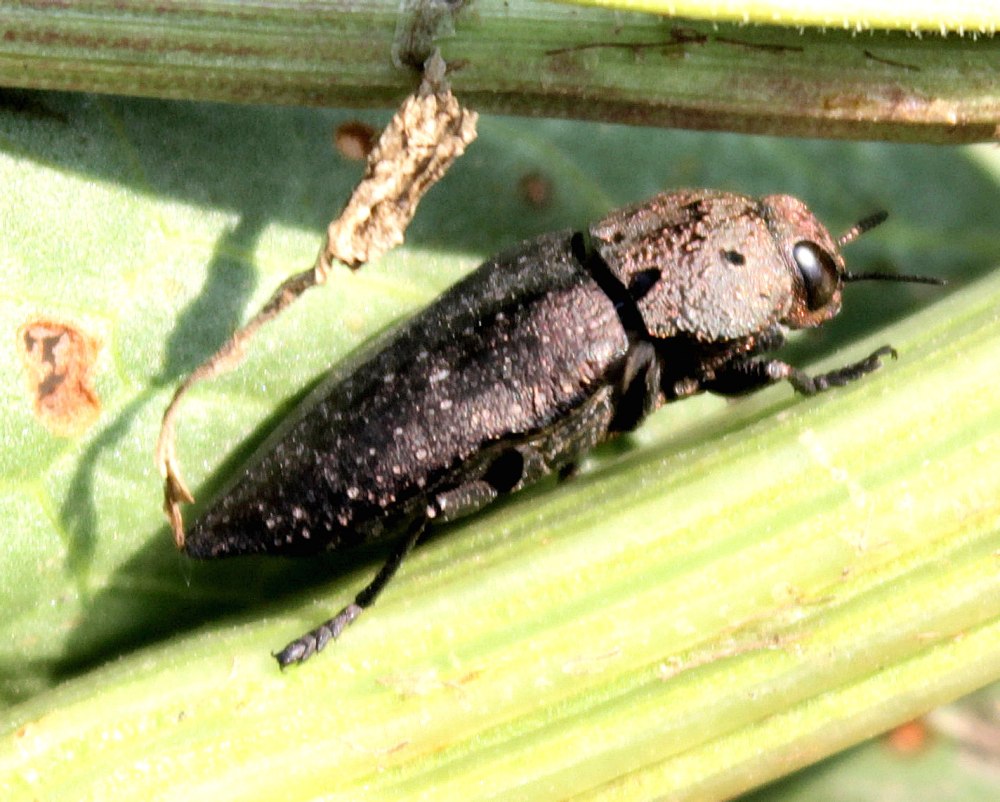 Capnodis tenebricosa