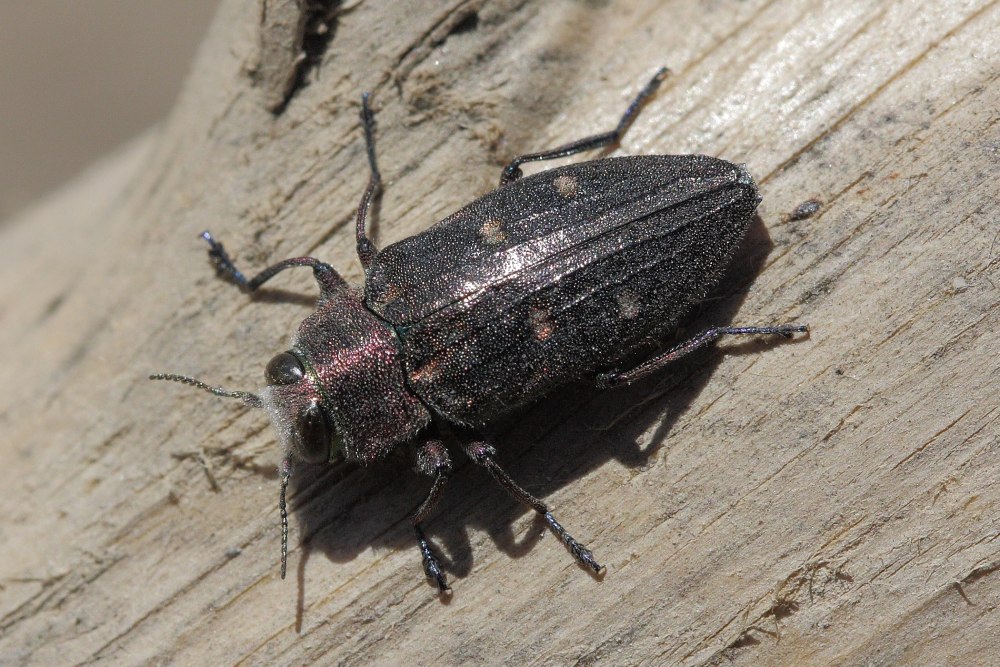 Chrysobothris affinis (Fabricius, 1794)