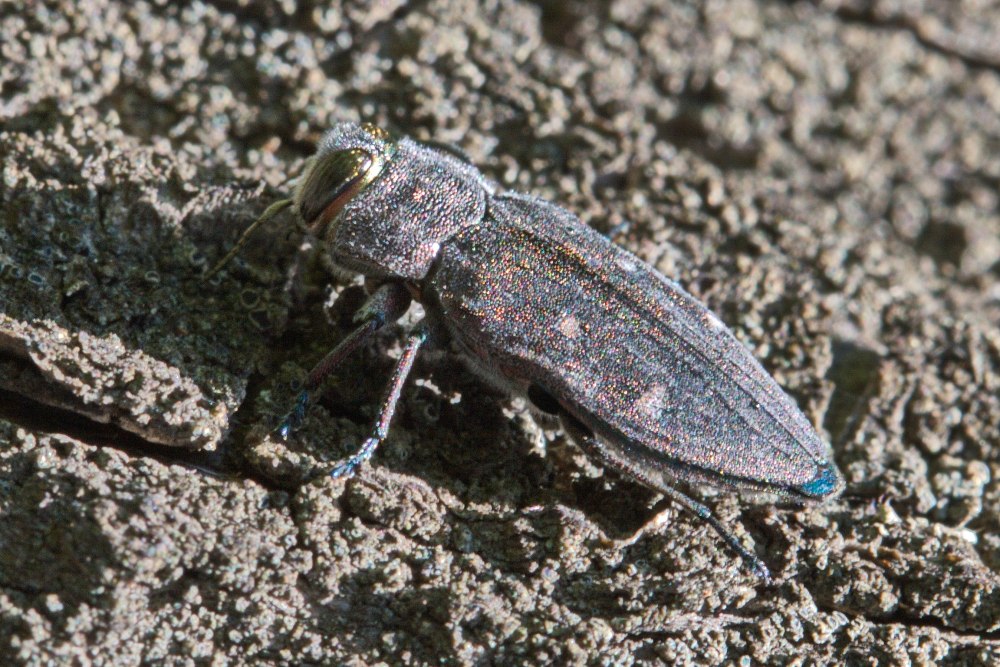 Дубовая Златка Chrysobothris affinis