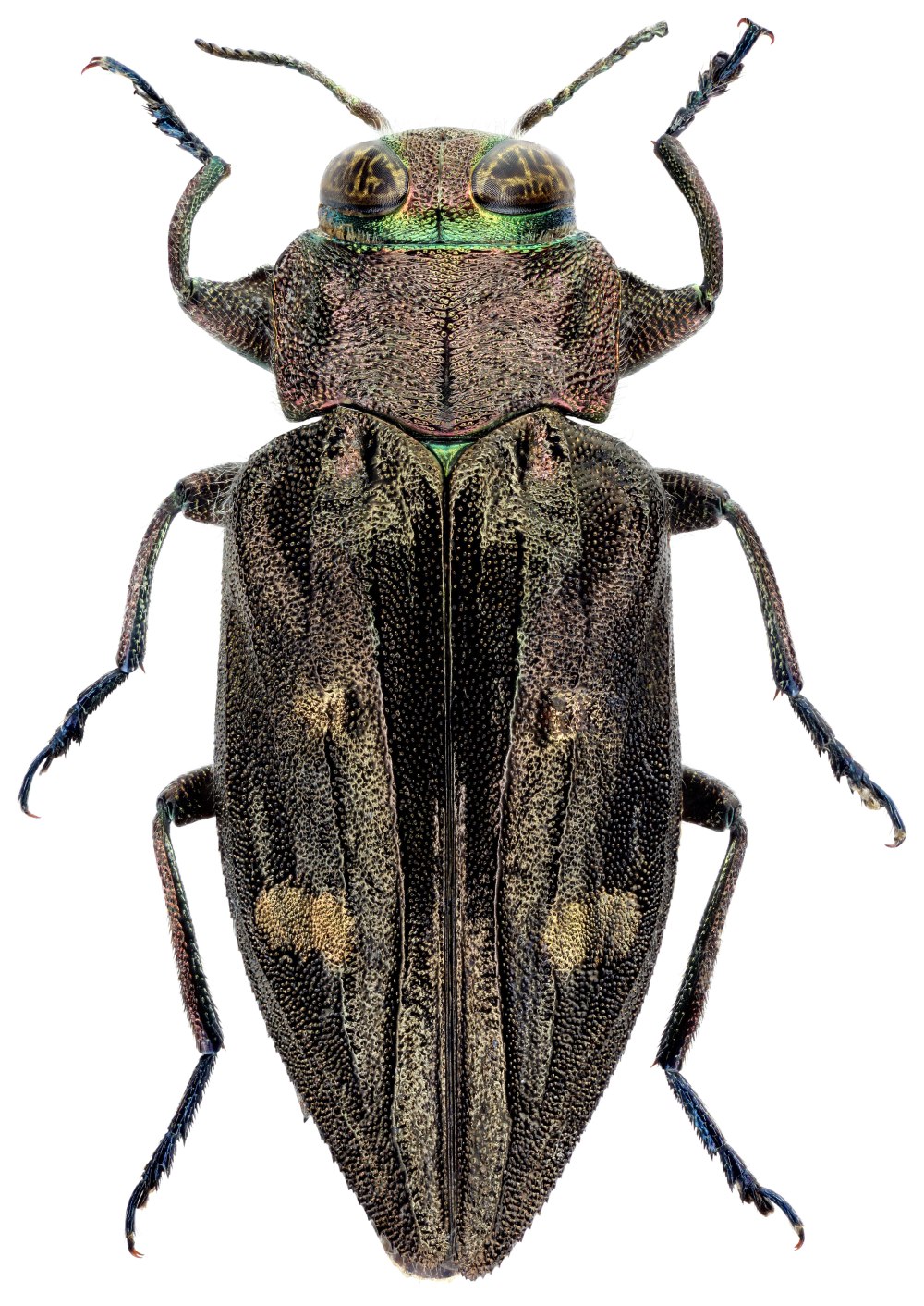 Chrysobothris affinis