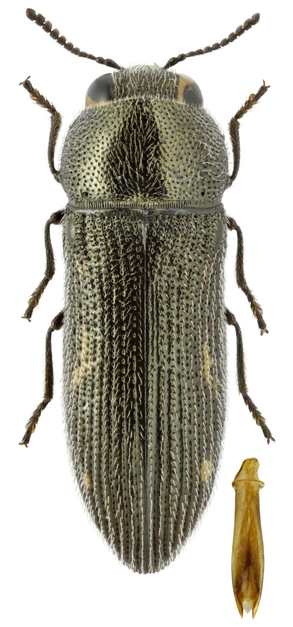 (Buprestidae) aziya
