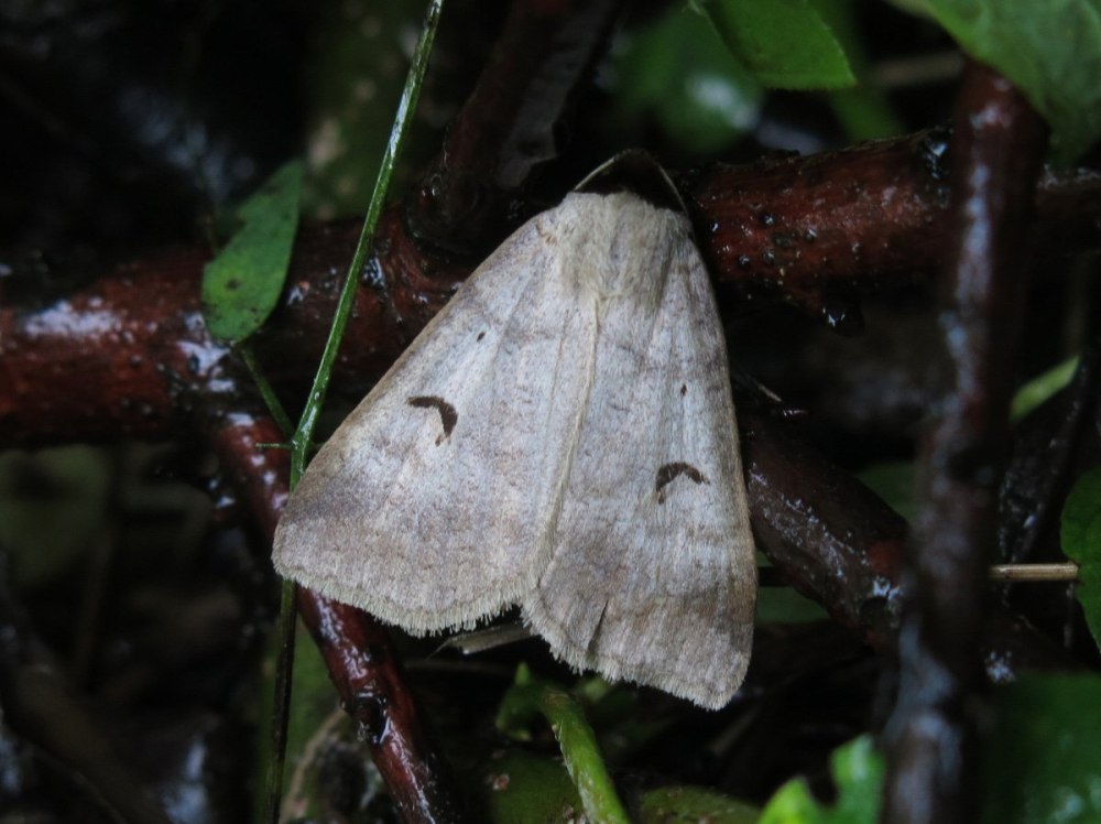 Lygephila pastinum