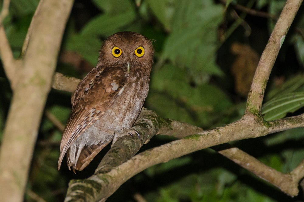 Megascops atricapilla